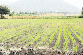 rice-field